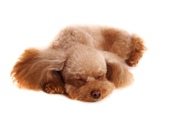 熟睡するプードル