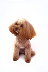 瞑想するプードル