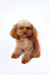 もこもこトイプードル