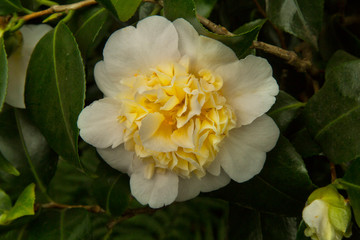 Common camellia, Japanese camellia. Camellia japonica "Brushfield's yellow"