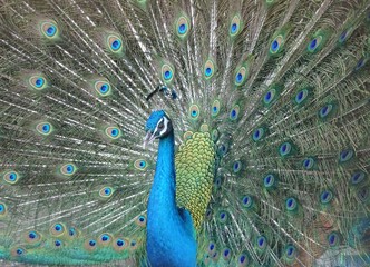 Obraz premium クジャクー羽を広げた孔雀