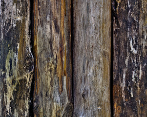 Close up detail of wood trunks texture.