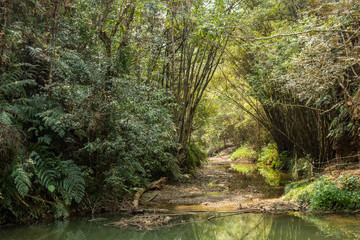 Fototapeta na wymiar tropical river with green lush forest