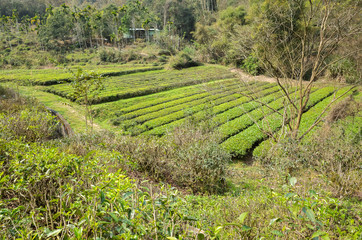Fototapeta na wymiar green tea farm in the valley