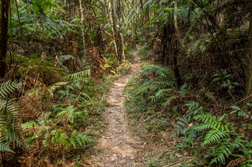 path with nobody at tropical forest