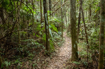 path with nobody at tropical forest