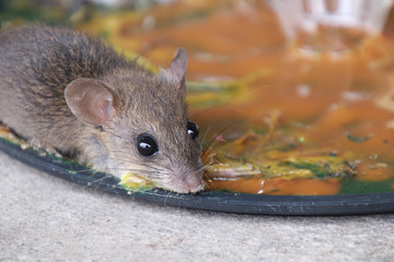 rats in glue stick on the mousetrap.Dangerous disease plague , rabies and hydrophobia from rats concept.