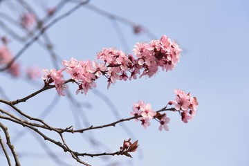 Cherry Blossom