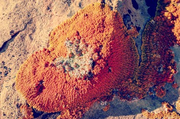 Close up of orange and yellow lichen growing on rock in southwest southern utah 