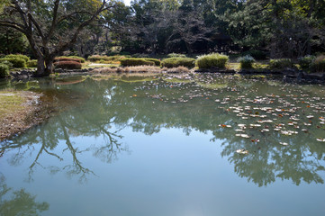 水温む日本庭園の池にスイレンの葉が広がり始めた風景