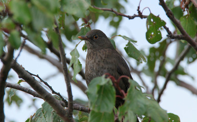 Female Blackbird perched in tree