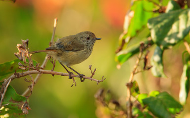 Brown Thornbill bird