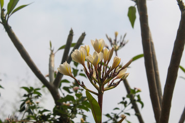 white attractive flower in the tree