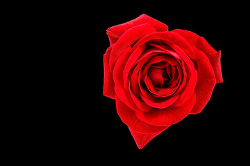 Single Red Rose Flower Isolated on Black Background