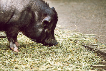 black pig eating hay