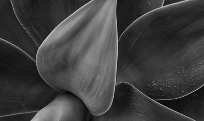 sensual agave leaves with exquisite detail and texture in black and white