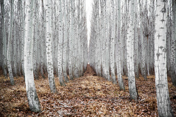 Hauntingly beautiful symmetrical forest