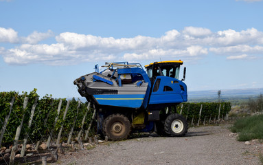 Tractor cosechando uvas