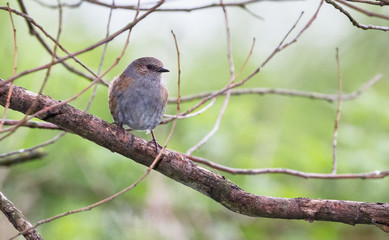An adult dunnock (Prunella modularis) perches on a tree branch at the Wood Lane Nature Reserve in Shropshire, England.