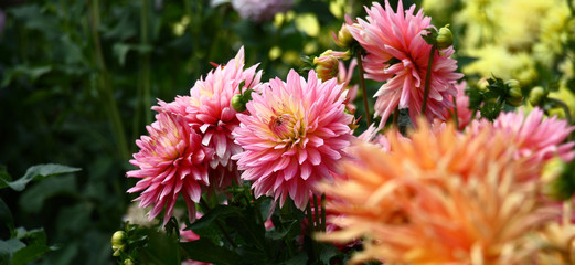 The blossoming dahlias created composition in green, yellow, pink and orange colors.