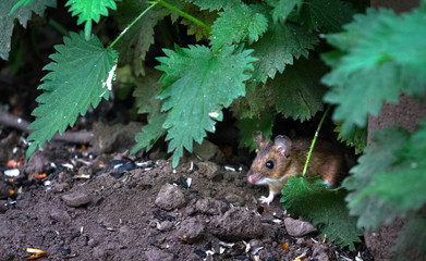 An adult wood mouse (Apodemus sylvaticus) peers out of the vegetation to look for food at the Wood Lane Nature Reserve in Shropshire, England.