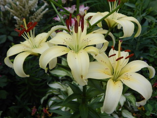 lilies in the garden
