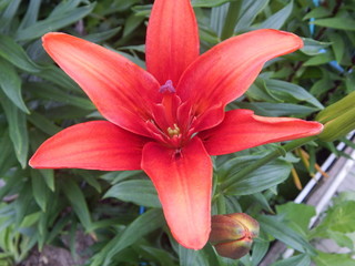 pink lily in the garden