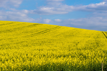 beautiful field of cultivation of bright yellow rapeseed plant on a sunny day, used to generate renewable and clean energies, canola oil, biodiesel, landscape of France with curved lines and trees