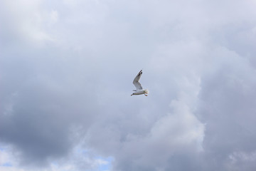 seagull