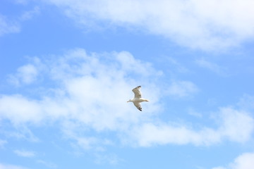 seagull