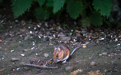 An adult wood mouse (Apodemus sylvaticus) emerges from the vegetation to look for food at the Wood Lane Nature Reserve in Shropshire, England.
