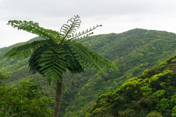 緑　ヒカゲヘゴ  新緑　春　山　亜熱帯