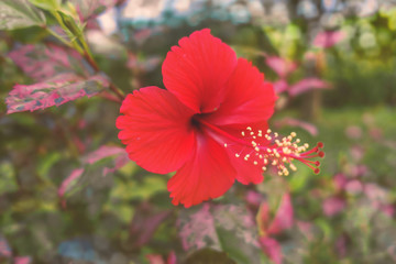 Fototapeta premium Red hibiscus flowers in the garden
