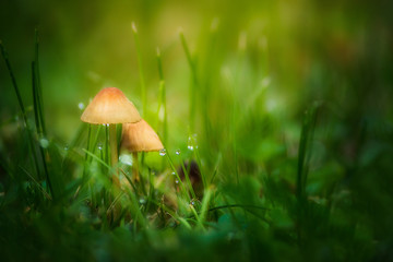 mushroom in grass