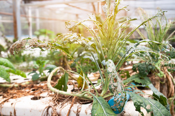 Insect pest hydroponics vegetables damaged by pest and disease