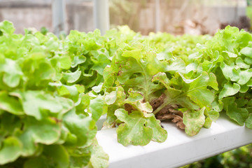 Insect pest hydroponics vegetables damaged by pest and disease