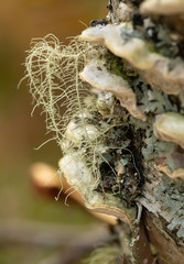 Lichen growing on polypores