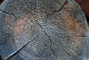 Pine round timber