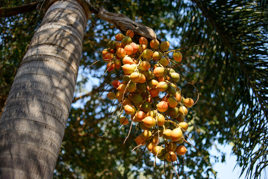 Fruits on Butia Capitata palm at summer day in Thailand. Jelly palm fruits.