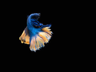 Action and movement of Thai fighting fish on a black background