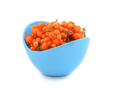 Orange Gunda gumberry