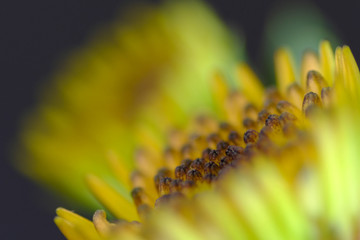 african daisy flower closeup