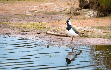 A northern lapwing (Vanellus vanellus) standing at the edge of Venus Pool in Shropshire, England.