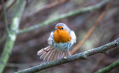 A European robin (Erithacus rubecula) shakes its foot and ruffles its feathers while perched on a...