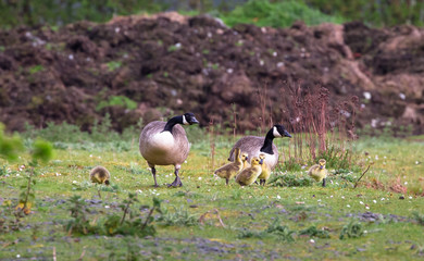 A breeding pair of Canada geese (Branta canadensis) with six goslings walks on a grassy field at the Wood Lane Nature Reserve in Shropshire, England.