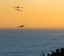 Pelicans Flying at Dusk Over the Pacific Ocean