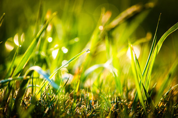 Closeup dew on top of grass for green background. Macro photo of water drops on green grass. Spring, summer seasonal background with green grass. Drops of dew on the beautiful green grass background.
