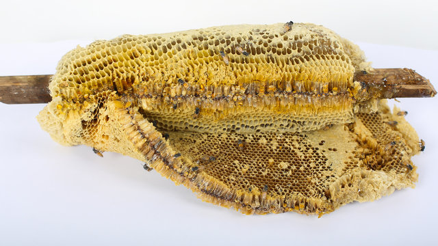 a bunch of bees on the nest make honey
