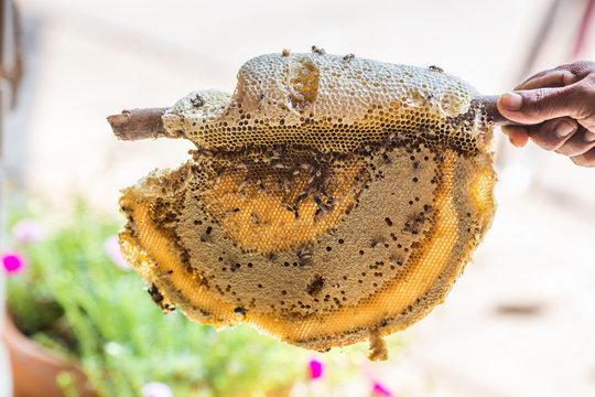 a bunch of bees on the nest make honey