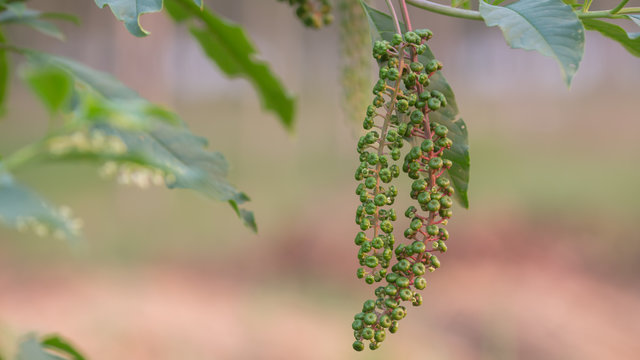 the seed Berries of of Korean ginseng 